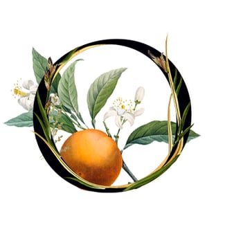 ORANGE BLOSSOM 100 ml | Penhaligon's ORANGE BLOSSOM 100 ml | Penhaligon's